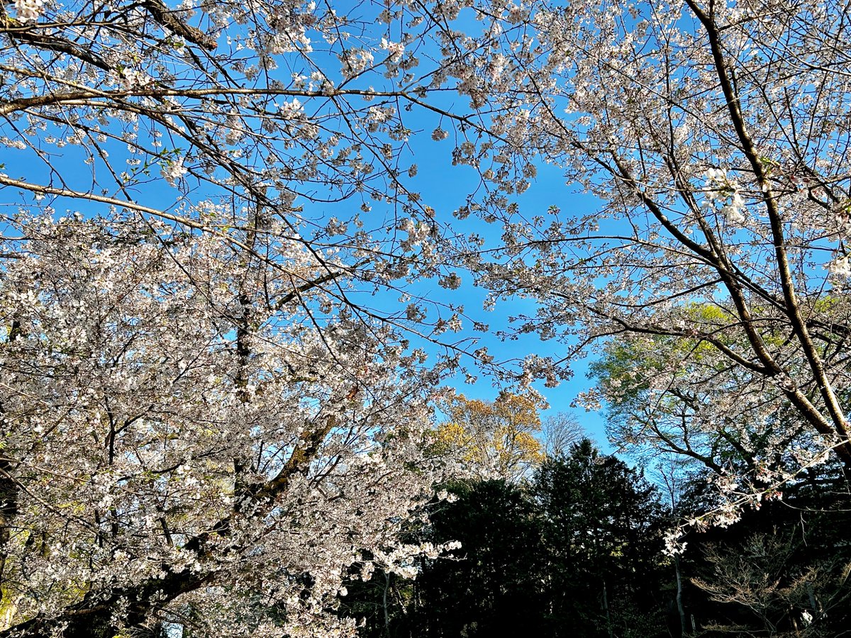 週刊きちじょうじ tweet media