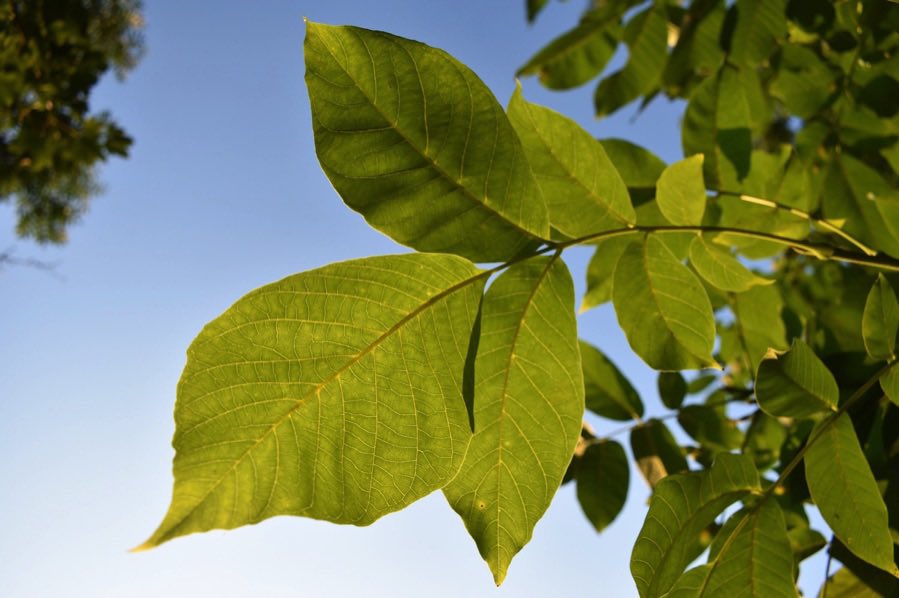 Little Green Space 🦋 tweet media