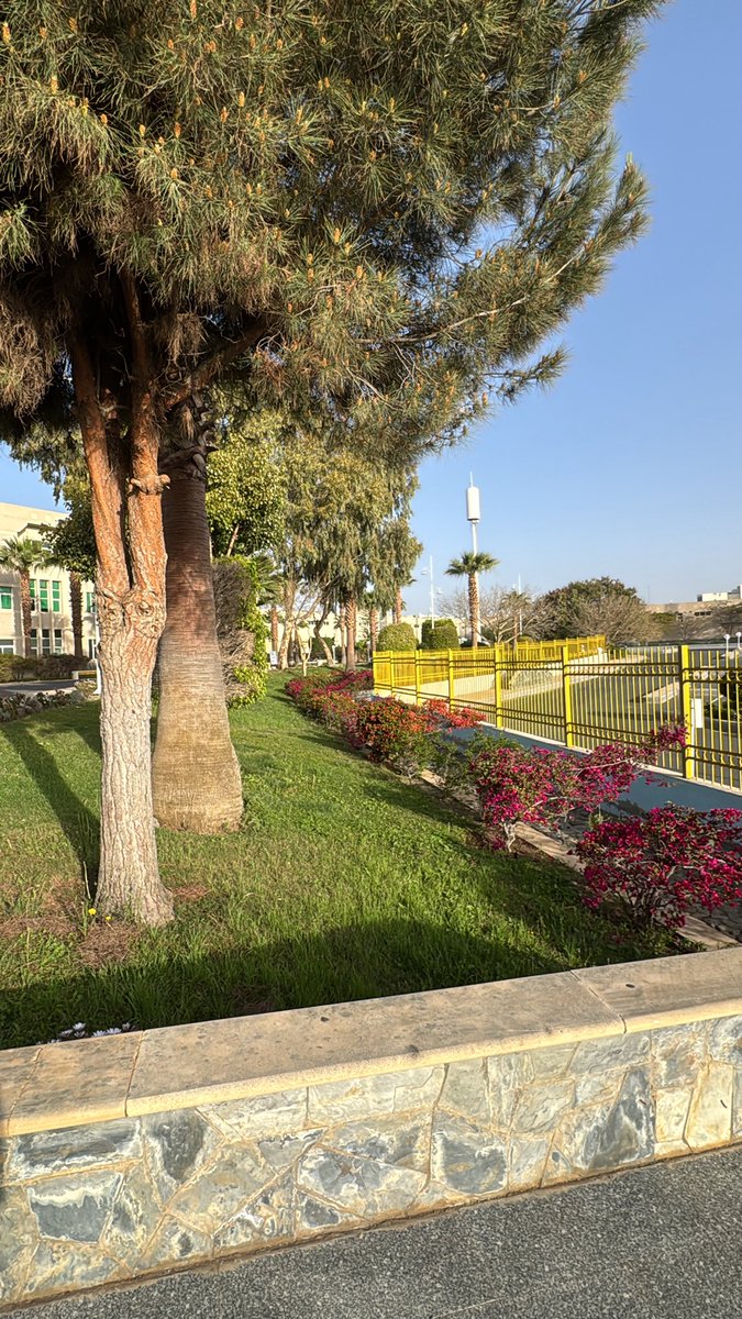 ARCH:Mashael tweet media