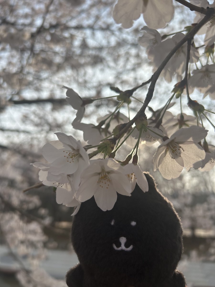 시체블라인더스 tweet media