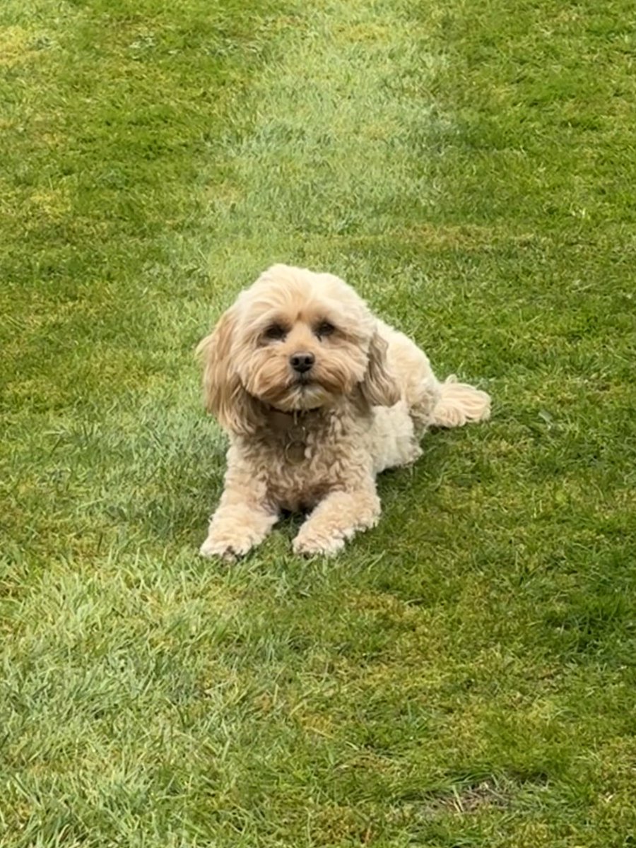 The Honey Tails tweet media