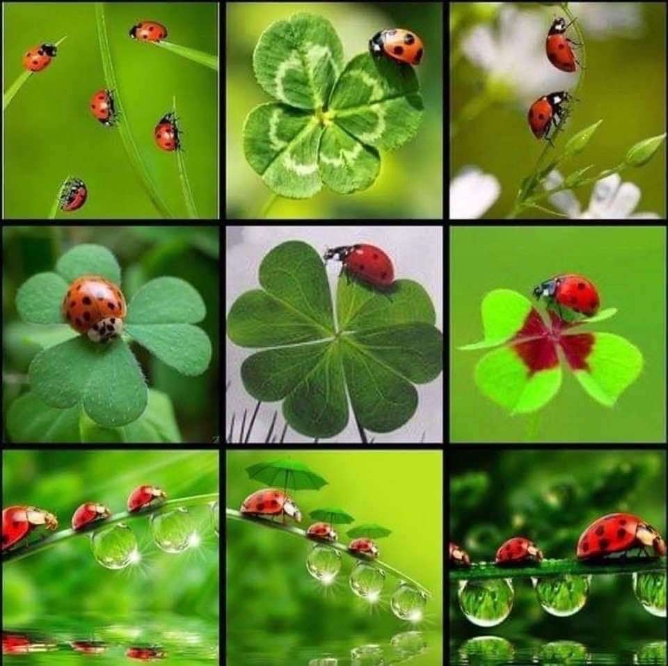 Solithra ☀️ tweet media