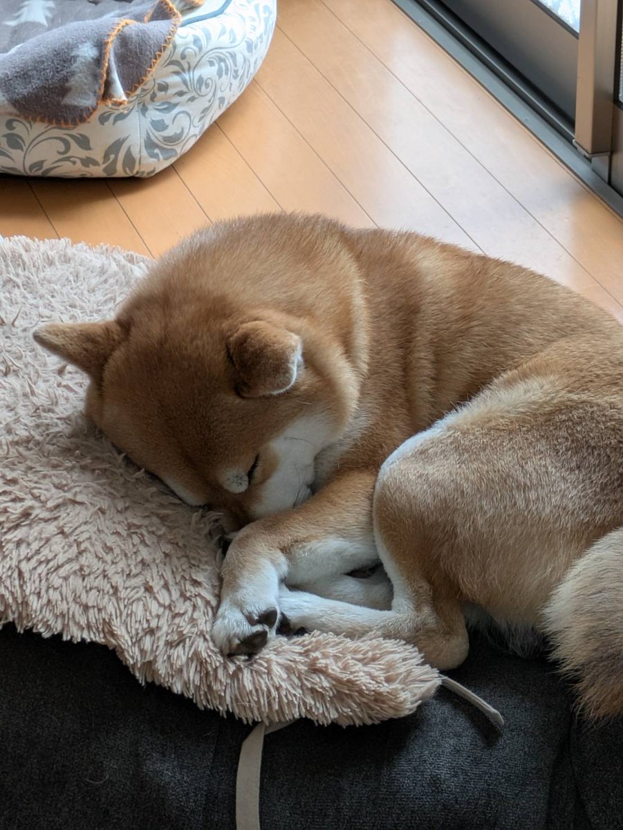 haru20230127's tweet photo. お昼寝ちゅ〜♥ https://t.co/PFo27DPgi8