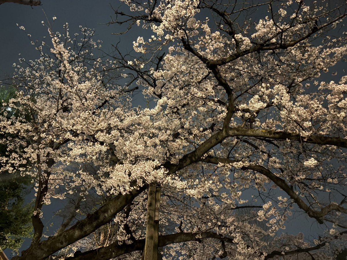 息抜きに公園に行ってカエルを捕まえたり、桜を見ながらお散歩しました
カエルのお腹はぷにぷにで頭は硬かったです