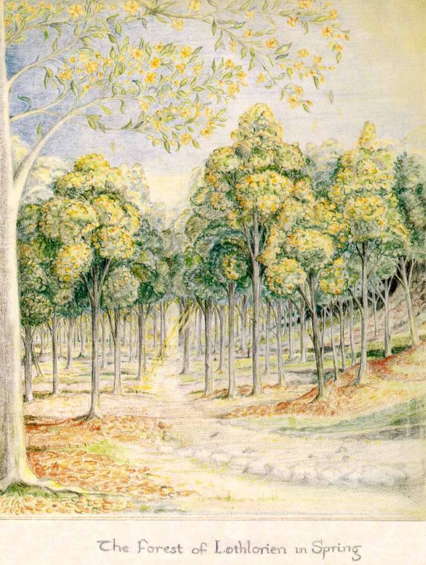 LRonLacy's tweet image. For #APRIL 1974
‘The Forest of Lothlórien in Spring’
Crayon drawing of the mallorn trees of Lothlórien by #JRRTolkien (1892-1973)
Cf. #TheFellowshipOfTheRing, Book II, Ch. 6:
‘There are no trees like the trees of that land. For in autumn the leaves fall not, but turn to gold. ➡️