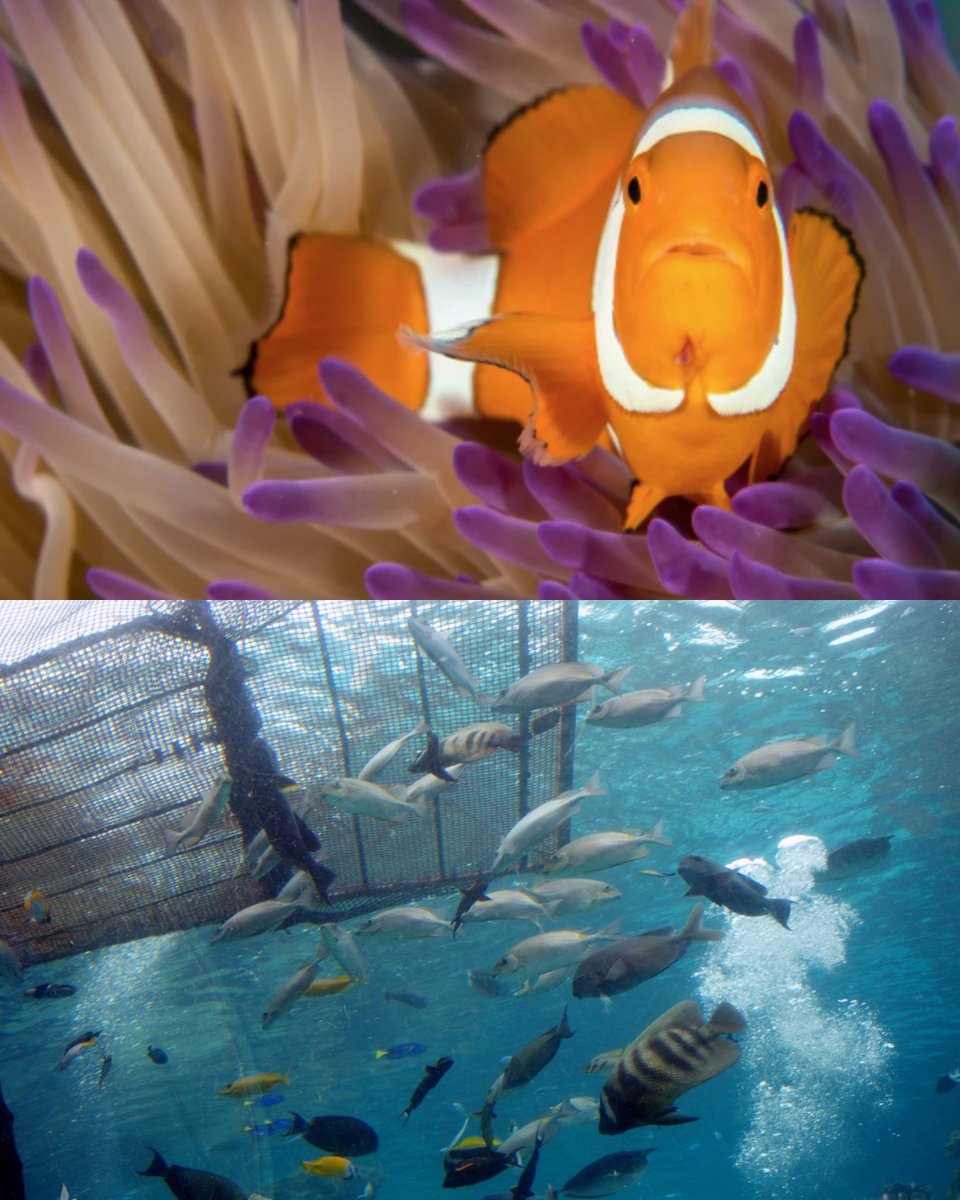 AusOfficeTPE's tweet photo. #DKY Townsville’s #GreatBarrierReef #Aquarium has kicked off one of the biggest living #coral reef aquarium relocations in the world. Such an extraordinary behind-the-scenes mission involved to rehome hundreds of #marine creatures - from sharks to reef fish and living corals! https://t.co/7pSCk1uYDS