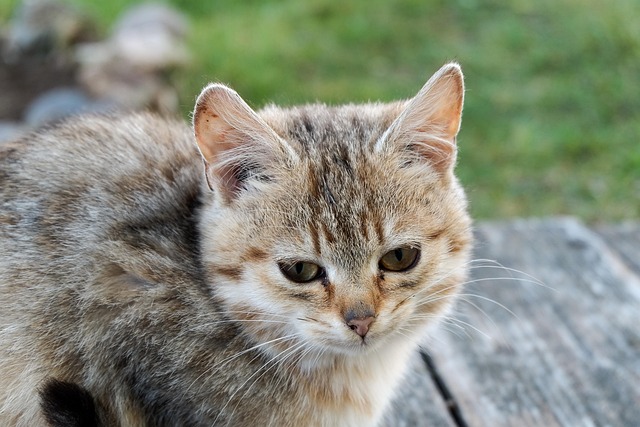 Mohammed Vaz tweet media