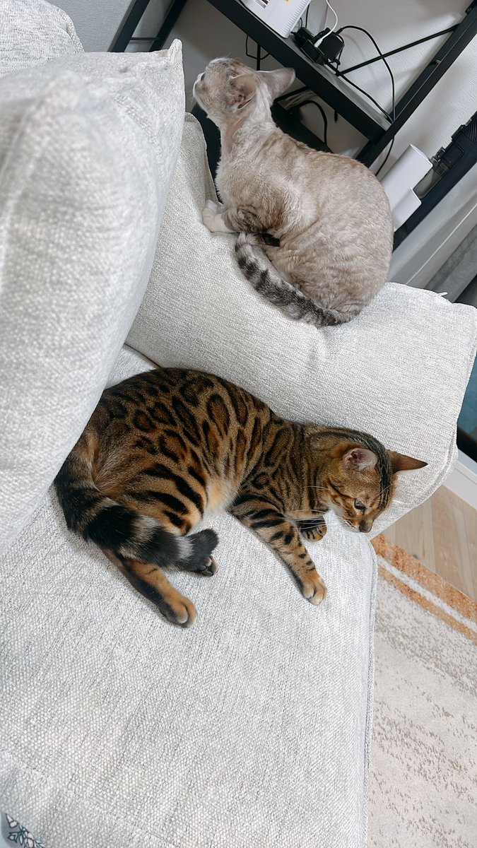 终于有沙发了！找到合适多猫家庭的沙发真的不容易，之前陆陆续续找了好几个月，终于是一进店就付钱了，前后可能十分钟🤩 是闪电夫妻！