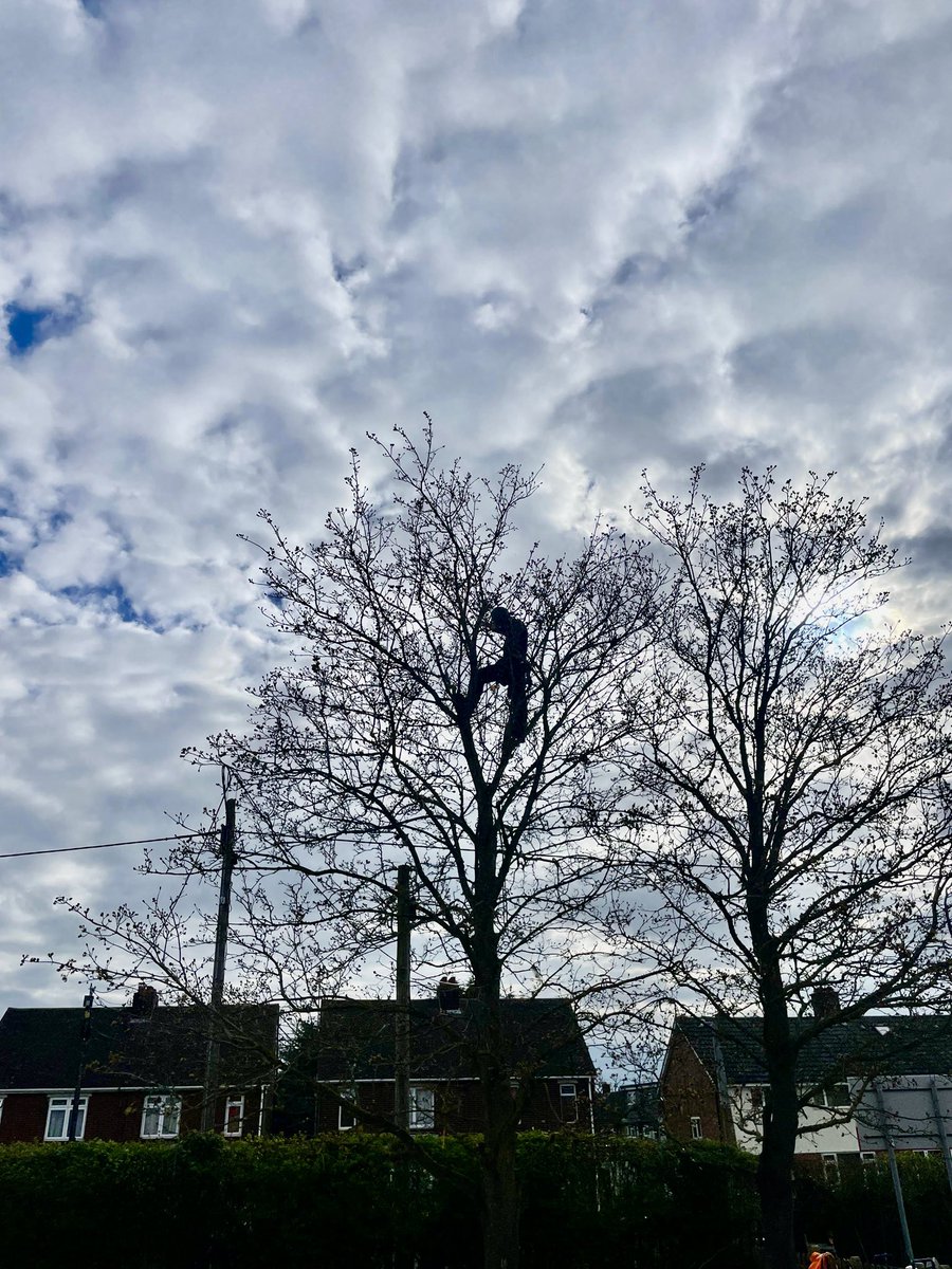 Masons Tree Surgery tweet media