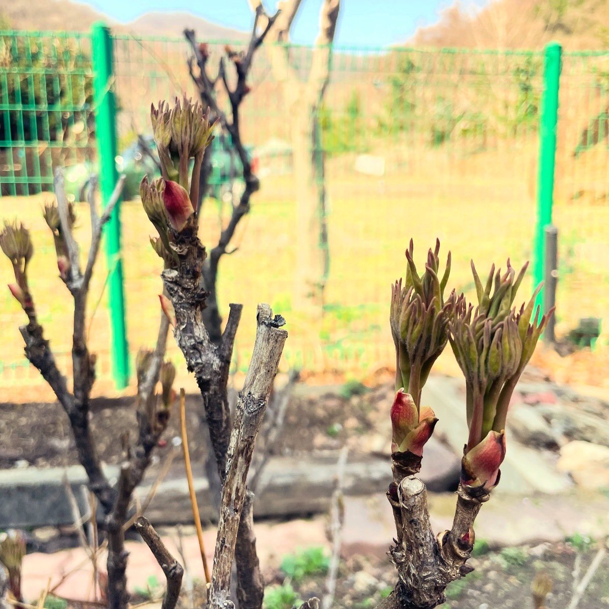 박작가 tweet media