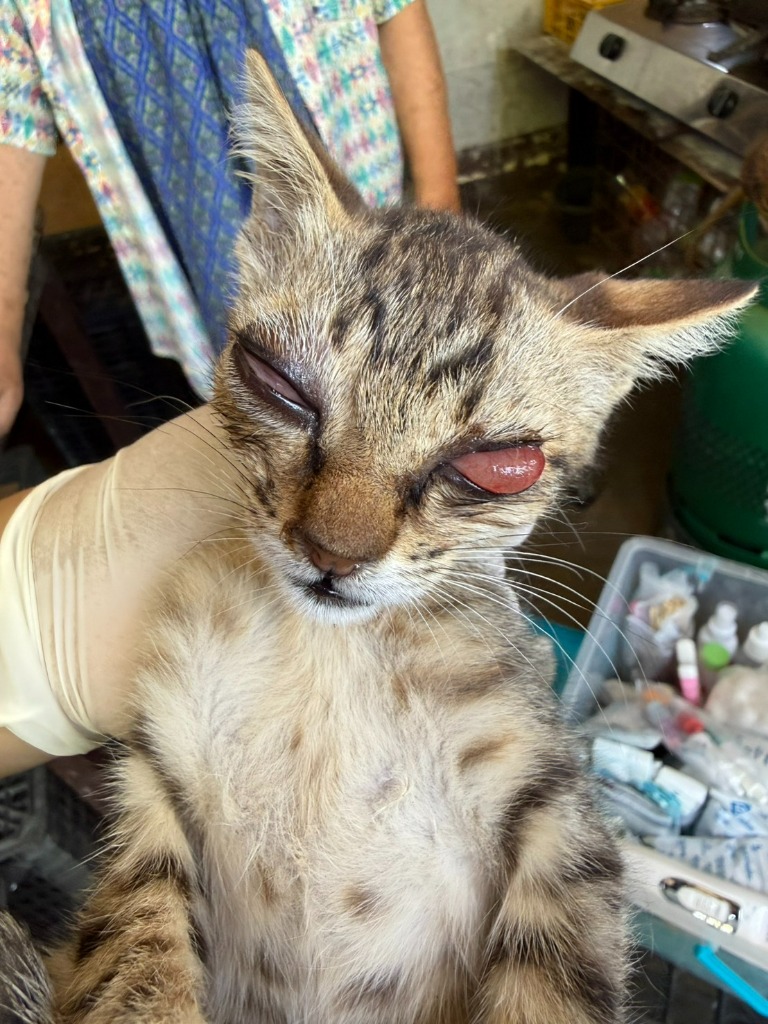 มูลนิธิเพื่อสุนัขในซอย (ซอยด๊อก) tweet media