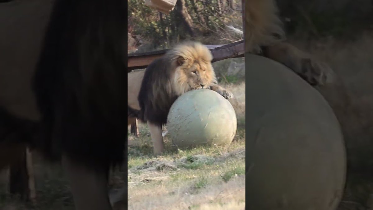 FOUR PAWS International tweet media