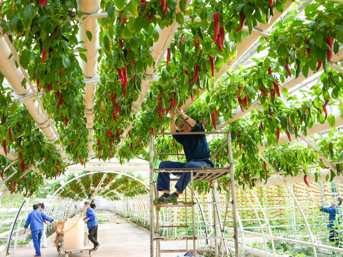 ChinaDaily's tweet image. Final preparations are underway for the 27th China (Shouguang) International #Vegetable Science and Technology Expo! 🥬✨Staff members are putting the finishing touches on stunning vegetable carvings and exhibition displays at the Vegetable Hi-Tech Demonstration Park in