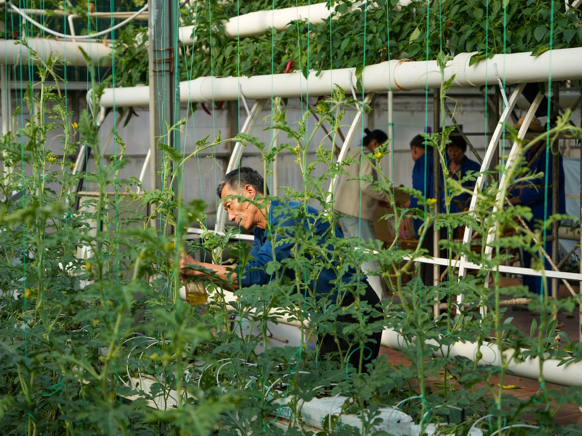 ChinaDaily's tweet image. Final preparations are underway for the 27th China (Shouguang) International #Vegetable Science and Technology Expo! 🥬✨Staff members are putting the finishing touches on stunning vegetable carvings and exhibition displays at the Vegetable Hi-Tech Demonstration Park in