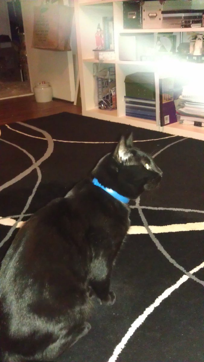 jet🐾the🐾fur©️ 🌈🐾 semper amatus 😻 tweet media