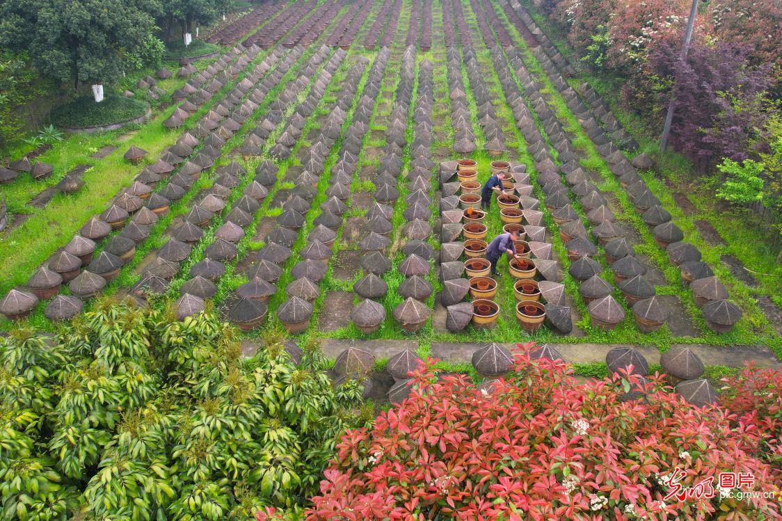 Guangming Daily tweet media