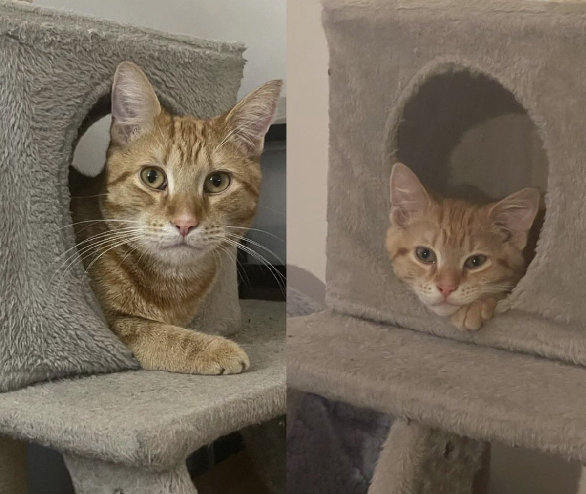 Pete Ato-Bake tweet media