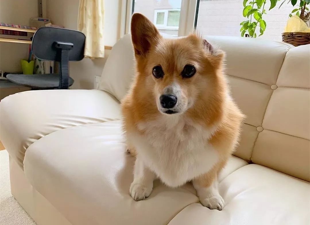 ayza__ayza's tweet image. "Home isn’t a place—it’s the warm spot where your fur baby curls up.  #PetLove #HomeWithPets"