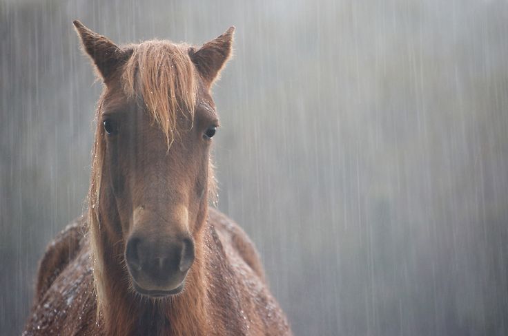 ✦ SHARROW!!! tweet media