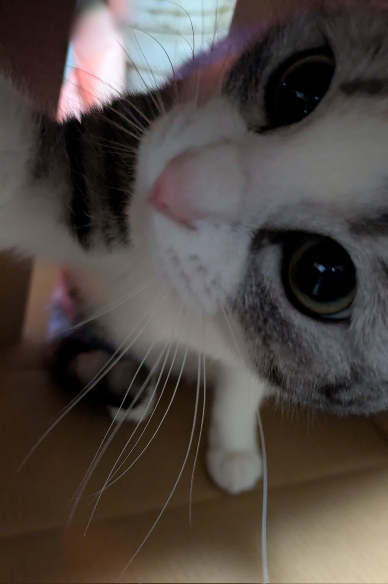 ラジり tweet media