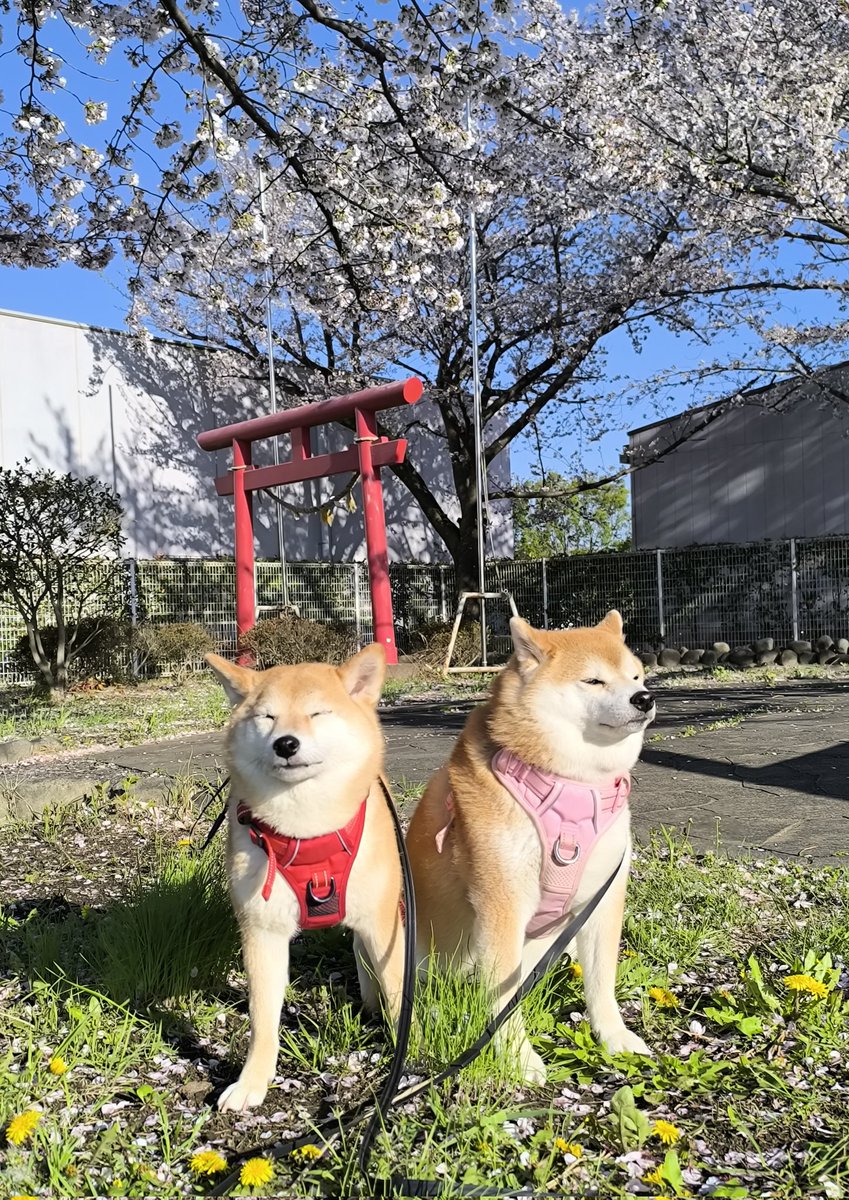 柴犬ちびまる子 tweet media