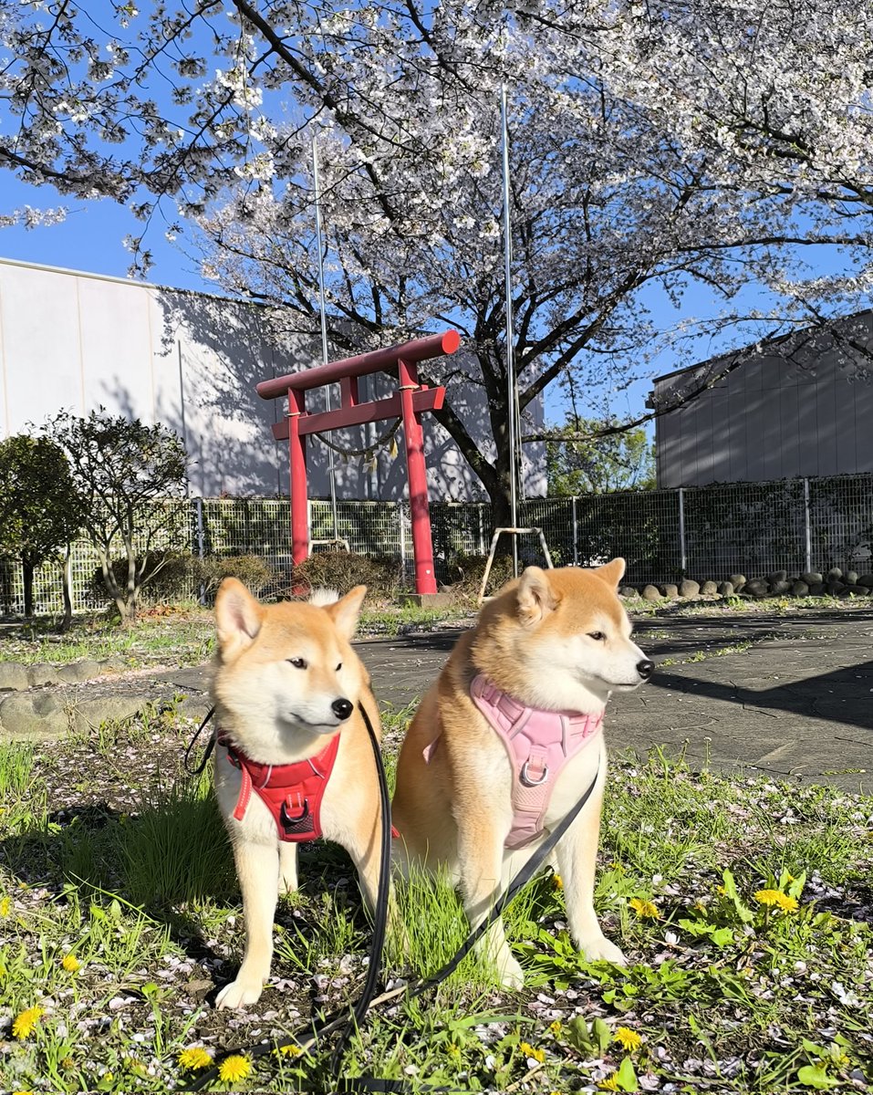 柴犬ちびまる子 tweet media