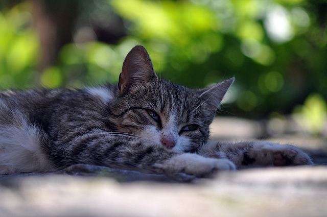 Edna Rohatinovici tweet media