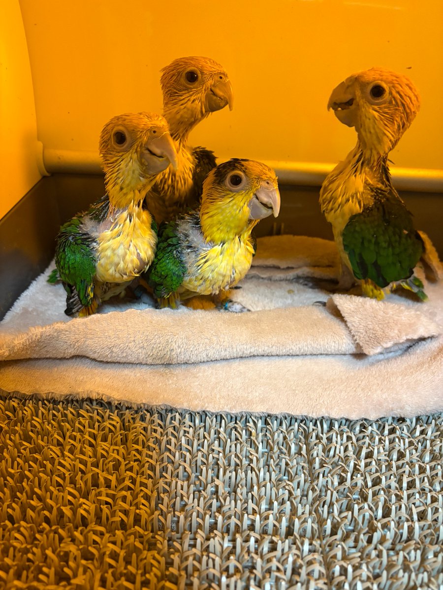 PBird2020's tweet photo. 大きくなったなぁ🥰
#シロハラインコヒナ #販売中 #見学予約受付中 #兵庫県豊岡市 https://t.co/uEY5Nj08ex