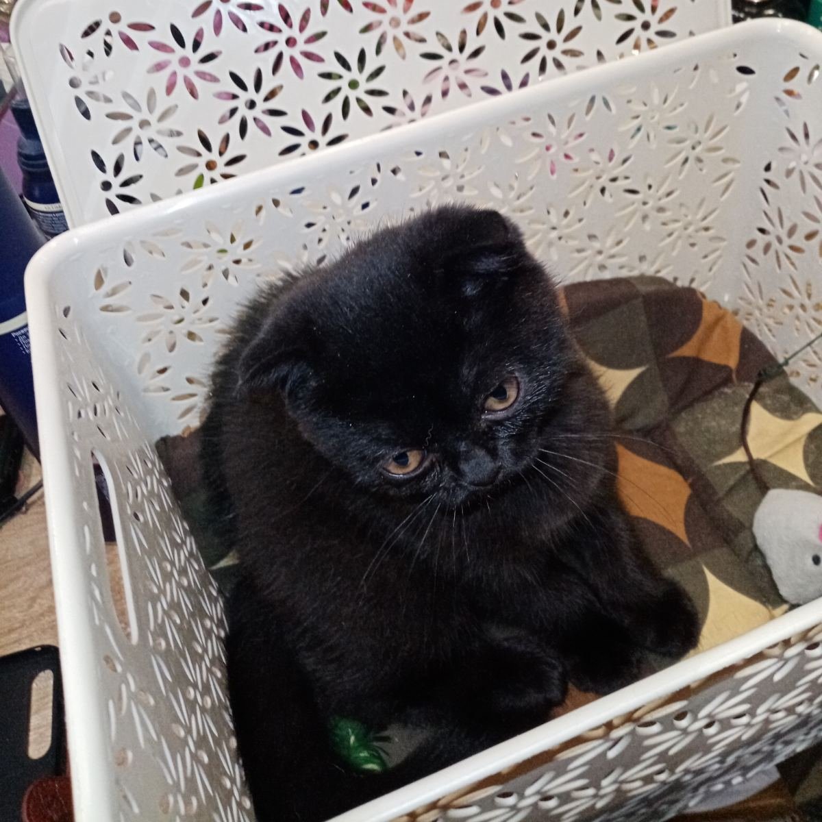 Кот Шурик из Беловежской пущи и его большая семья tweet media