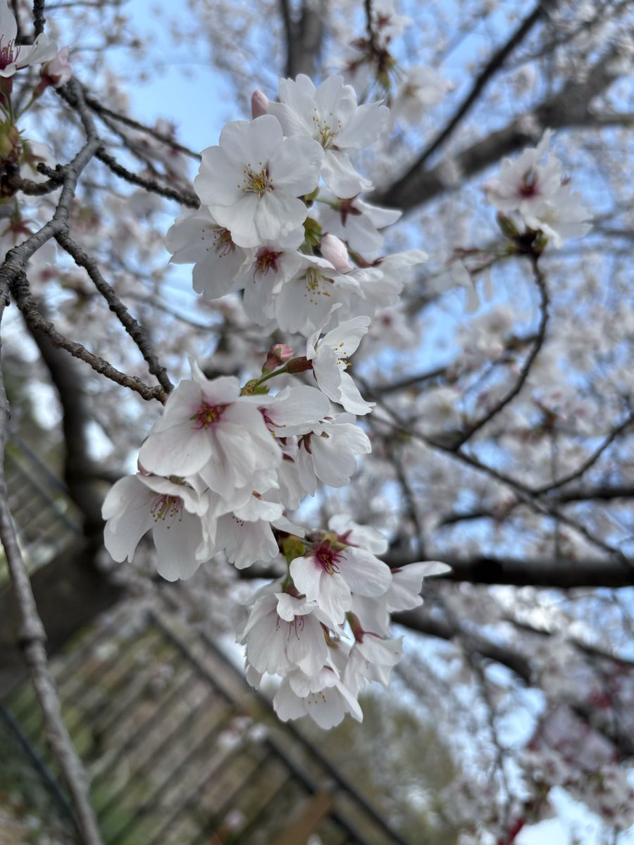 ayatechi_2's tweet photo. 🌸🧺🍙🍓💛 https://t.co/QhilIBam1D