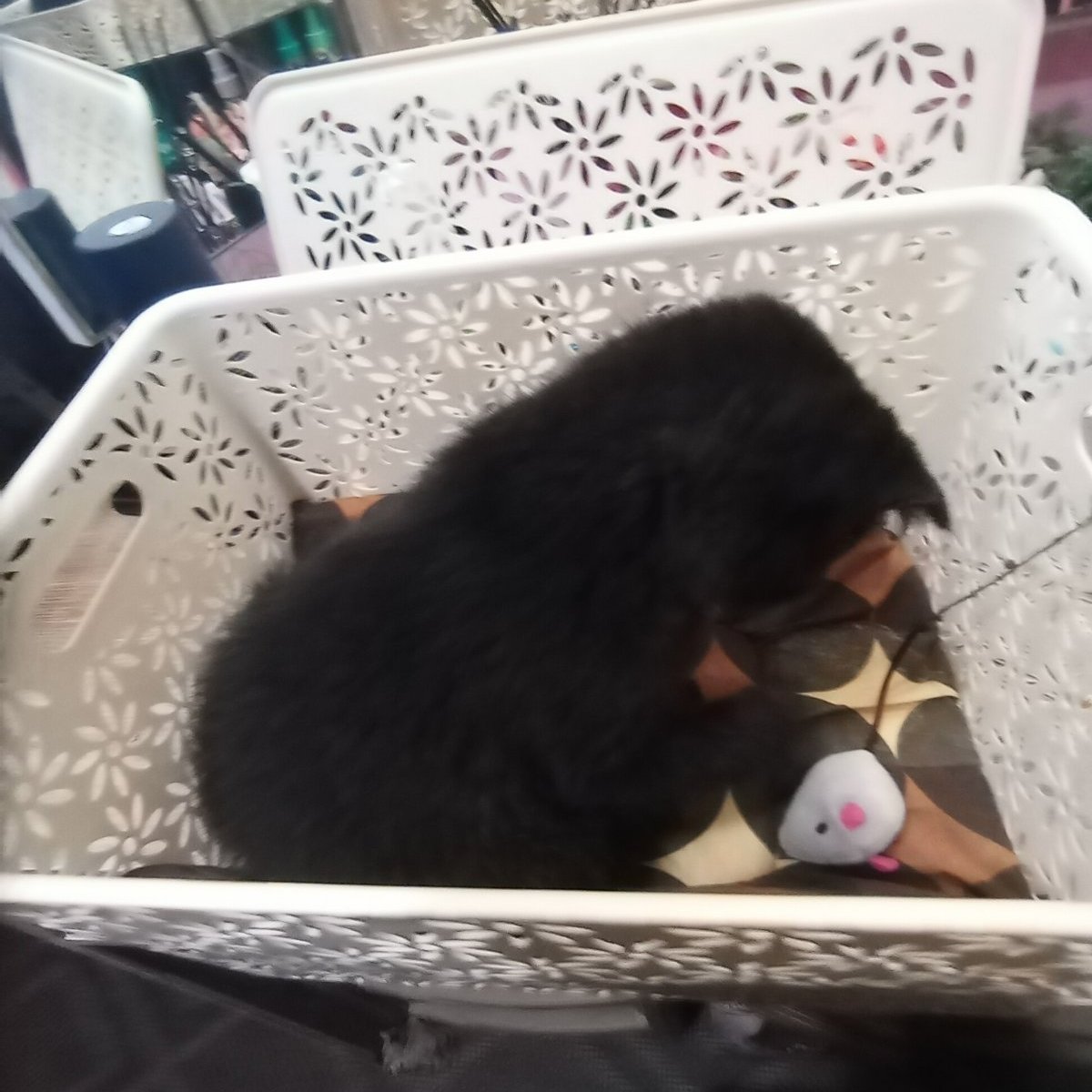 Кот Шурик из Беловежской пущи и его большая семья tweet media