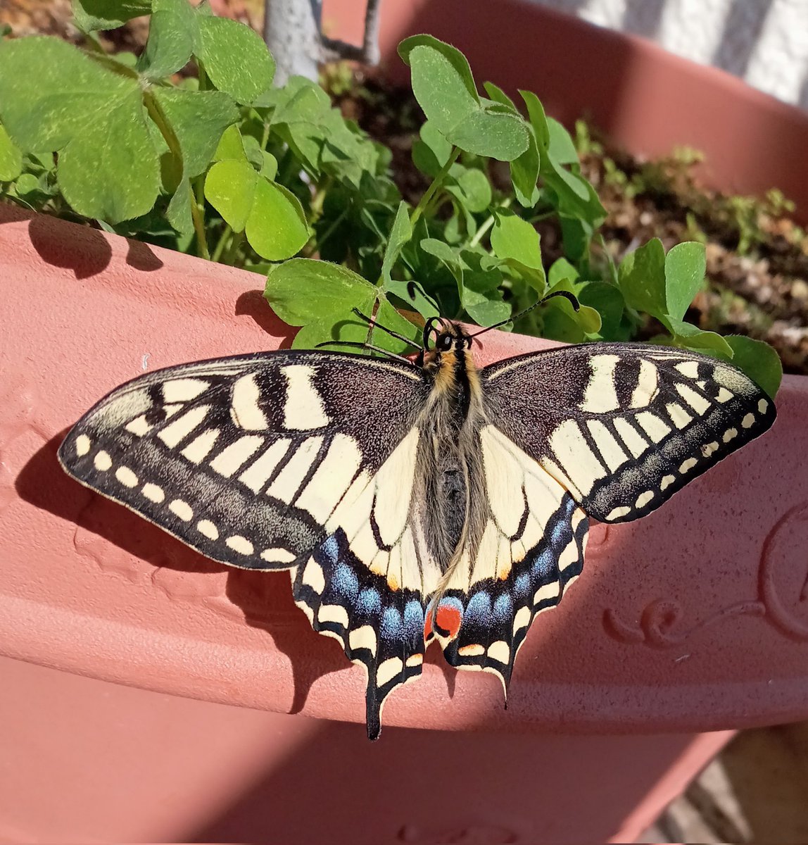 わさび@ちょうちょまんが家 tweet media