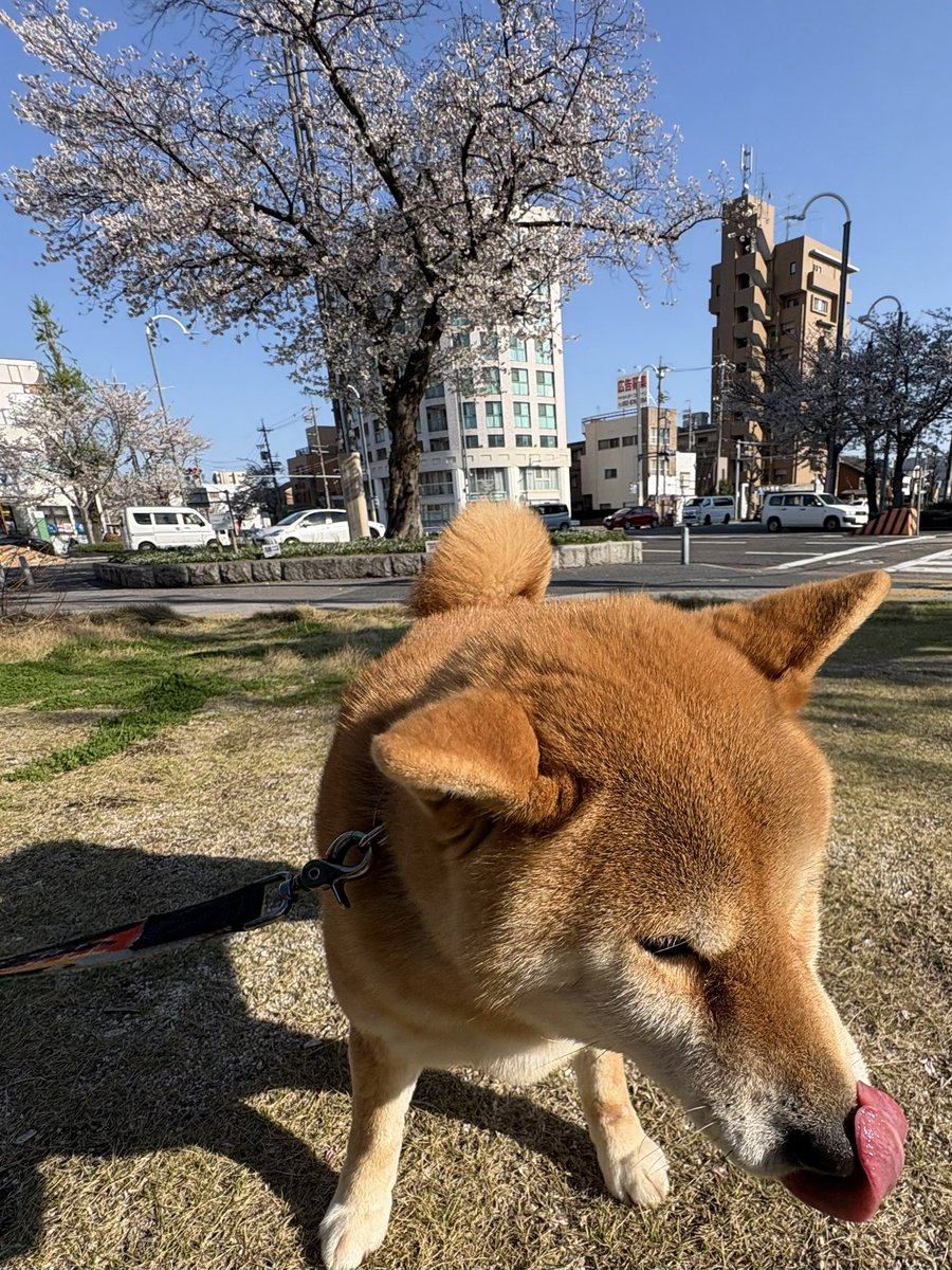 こじ@趣味垢 tweet media