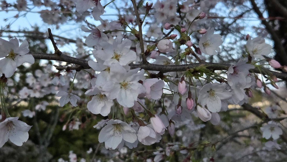 さえぴ～ tweet media