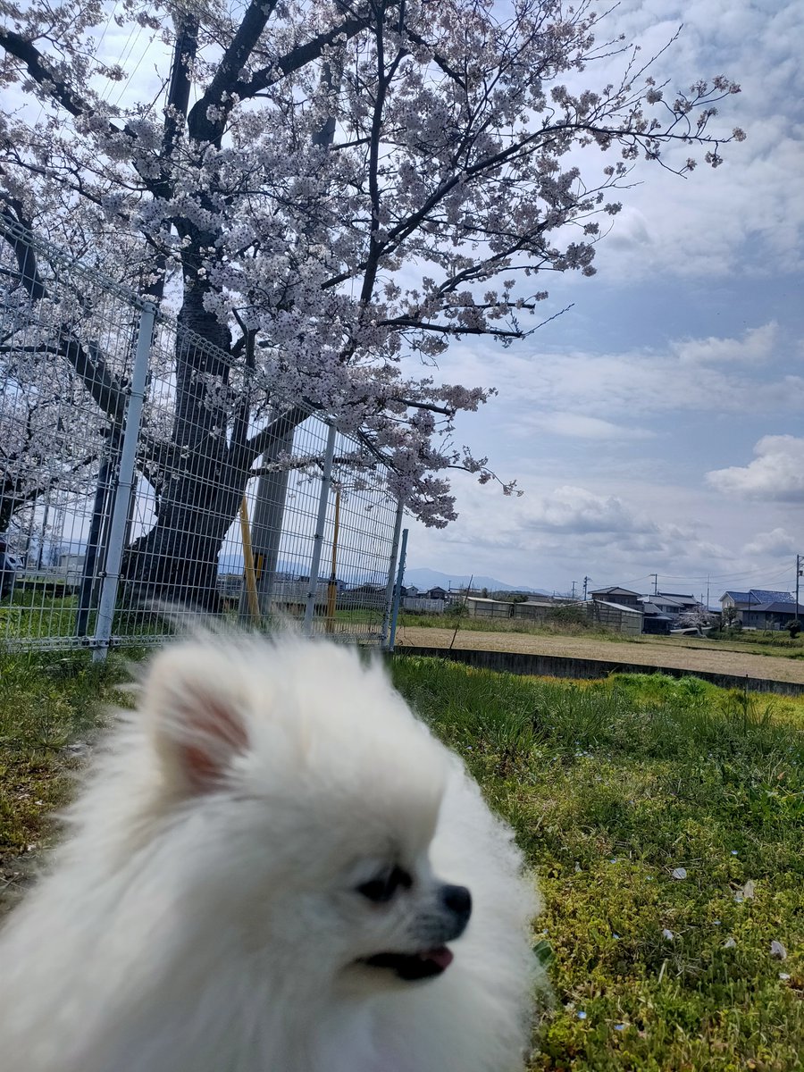 Kao5146's tweet photo. ←2023.4.2
→今日

#ポメラニアン
#秘密結社老犬倶楽部天国支部 https://t.co/rWrvNhHOsY