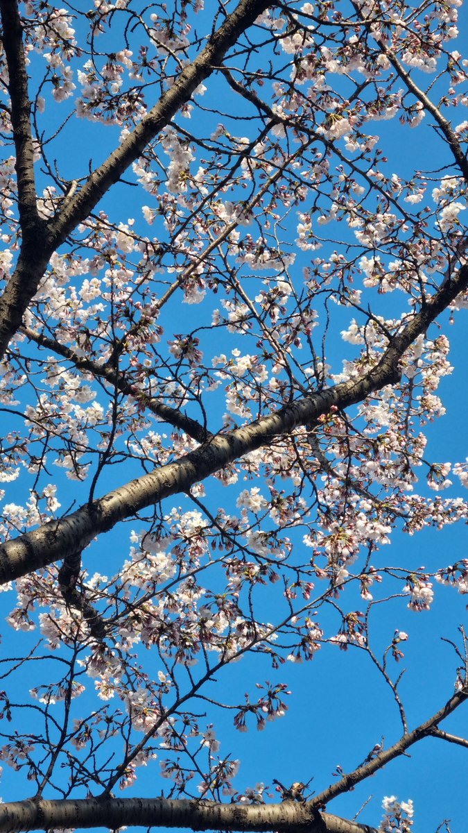 사담누비 tweet media