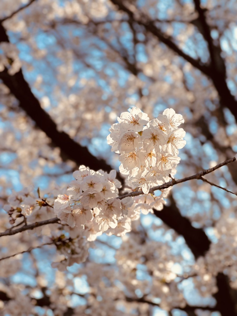 식물아래🌿이젤 tweet media