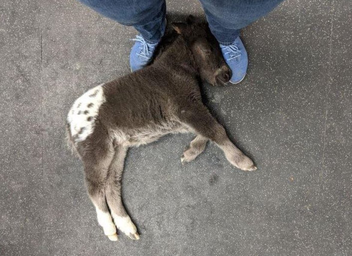 Best in Dogs tweet media