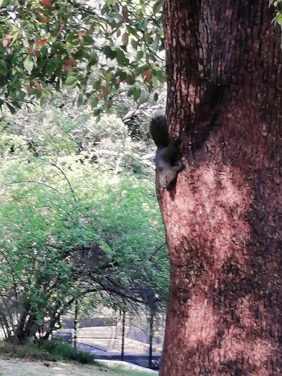 はうきゃすママ tweet media