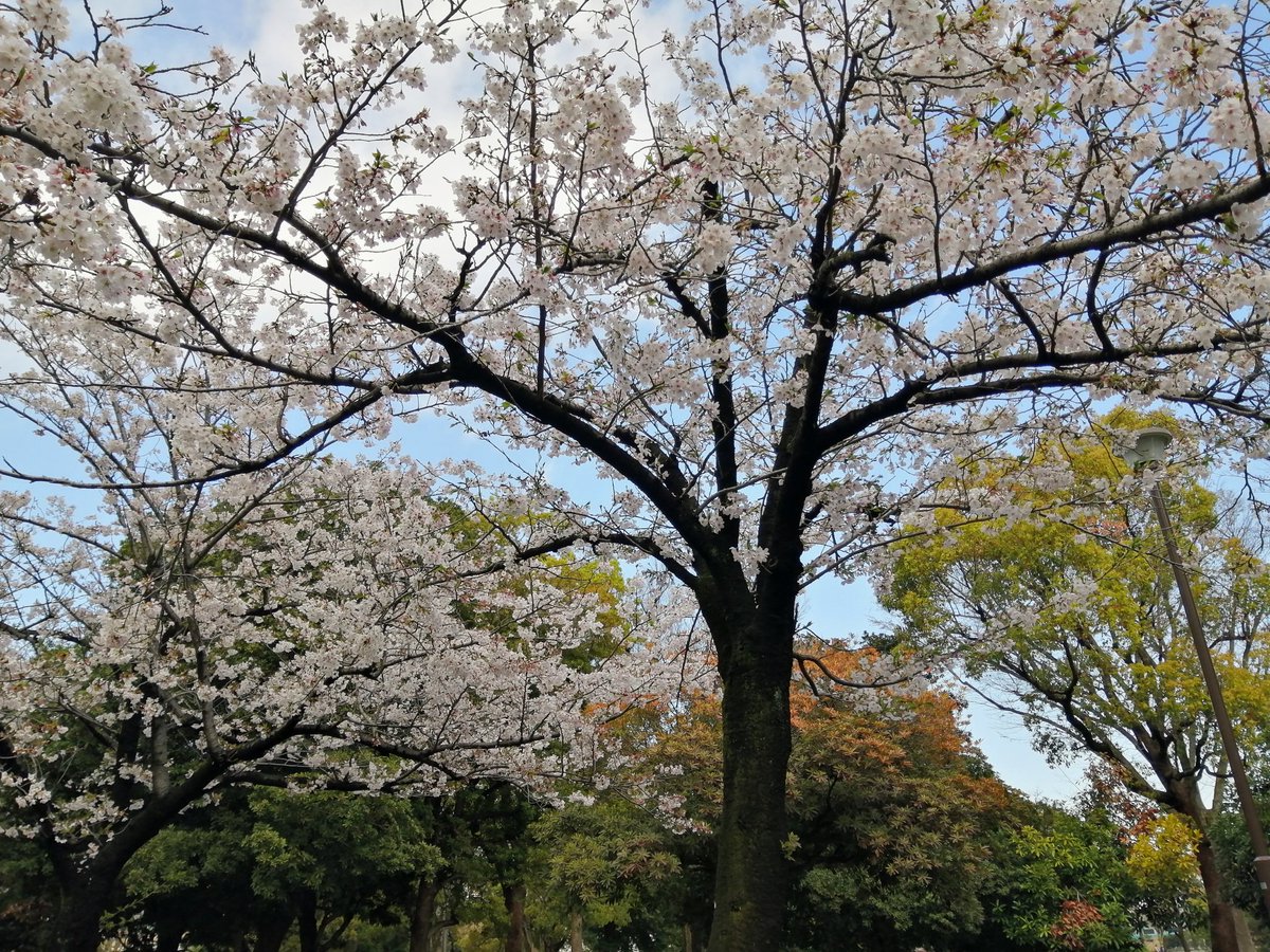 はうきゃすママ tweet media