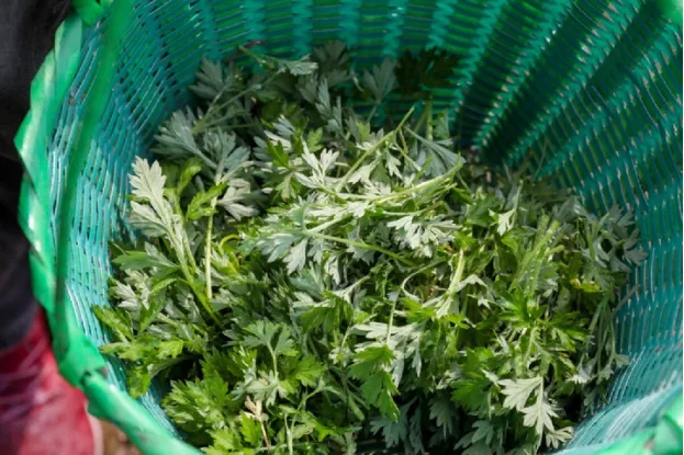 TravelNingbo's tweet photo. In springtime Ningbo, the hills turn lush and green, and fresh mugwort begins to sprout.
Without Qingtuan, it wouldn’t quite feel like spring. That touch of green—soft, fragrant, and gently sweet—captures the season at its most vivid.
#SpringInNingbo #Qingtuan #TasteOfSpring https://t.co/K3khKYc0wa
