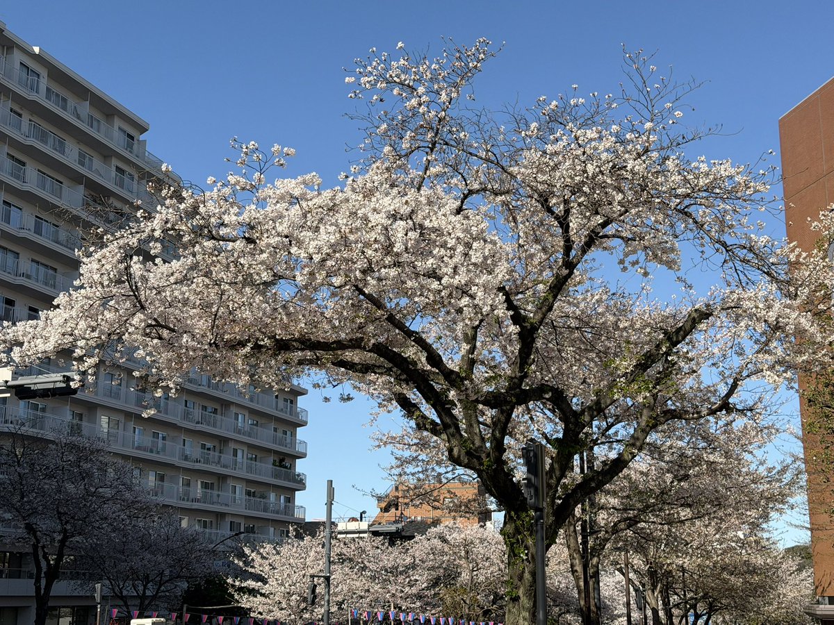 文京花めぐり公式【文京区観光協会・文京区共催】開花情報も随時発信中❣️ tweet media
