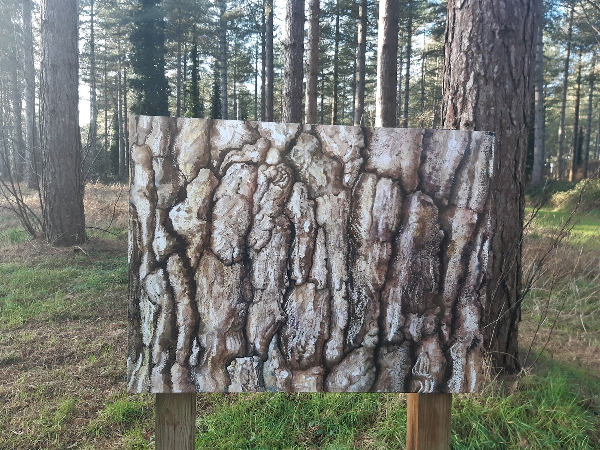 lingosia's tweet image. Tree bark #layers in Thetford Forest @pmj_photos #PMJWeeklyChallenge