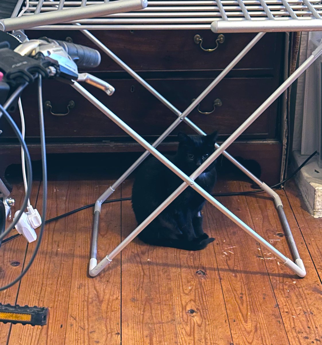 しゃも&あずき先生&うずらまめ姉妹 tweet media