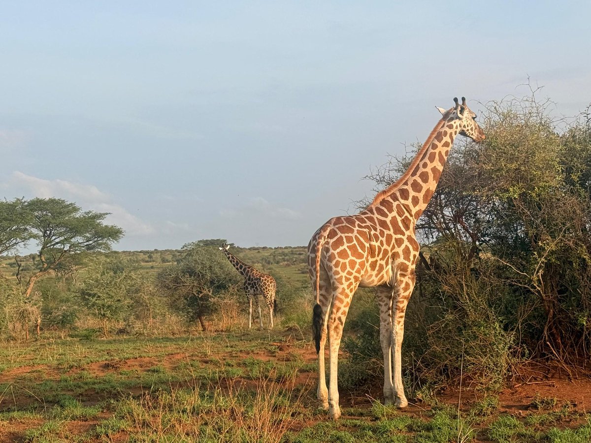 Eshande Safari's tweet media