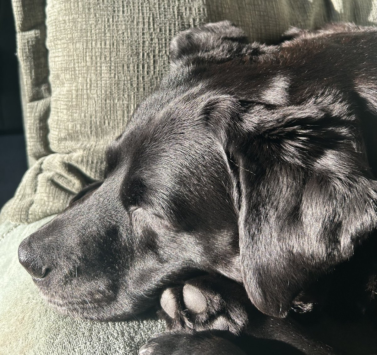 Jura_Harris's tweet image. Breakfast, a quick run out to the garden 🥶❄️ to attend to some business then a snooze in a sun puddle. 🖤 
#Jura #Thirteen 🖤❤️