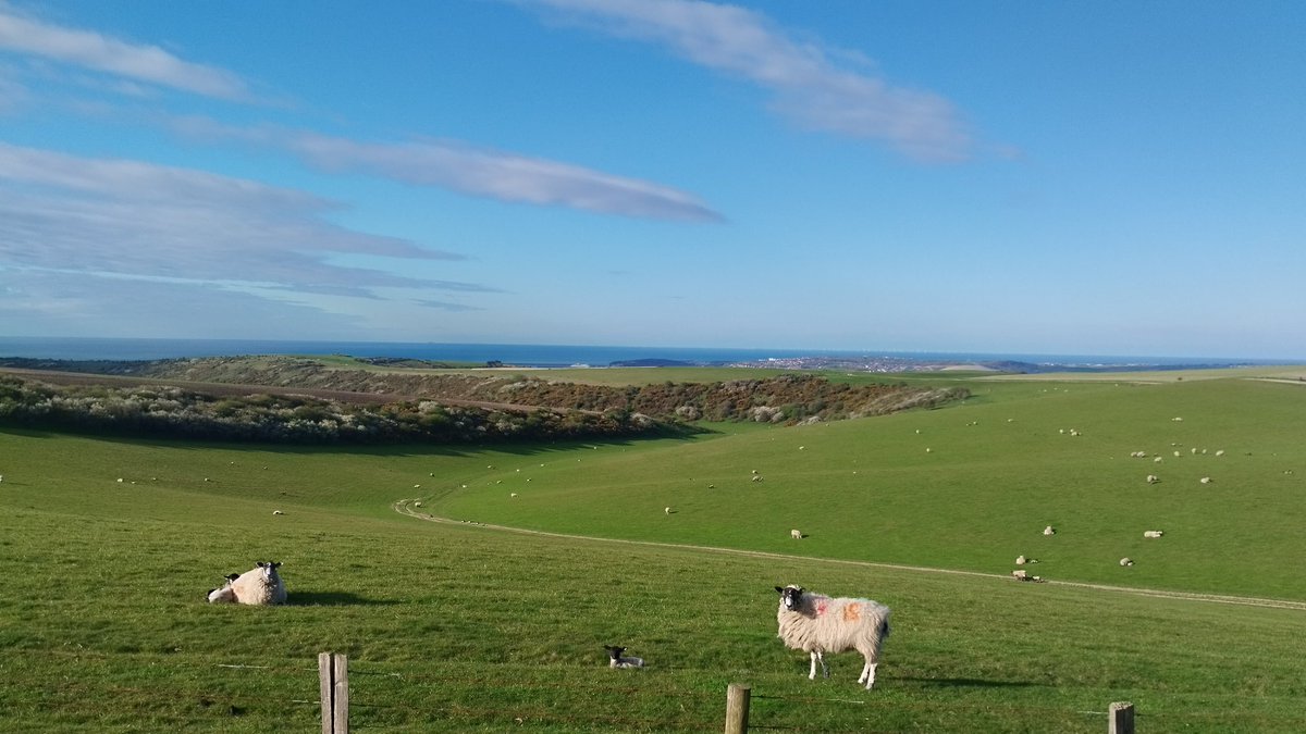 🧄🛠️ One Man and his Dog 👩🏼‍❤️‍👨🏻🚀 tweet media