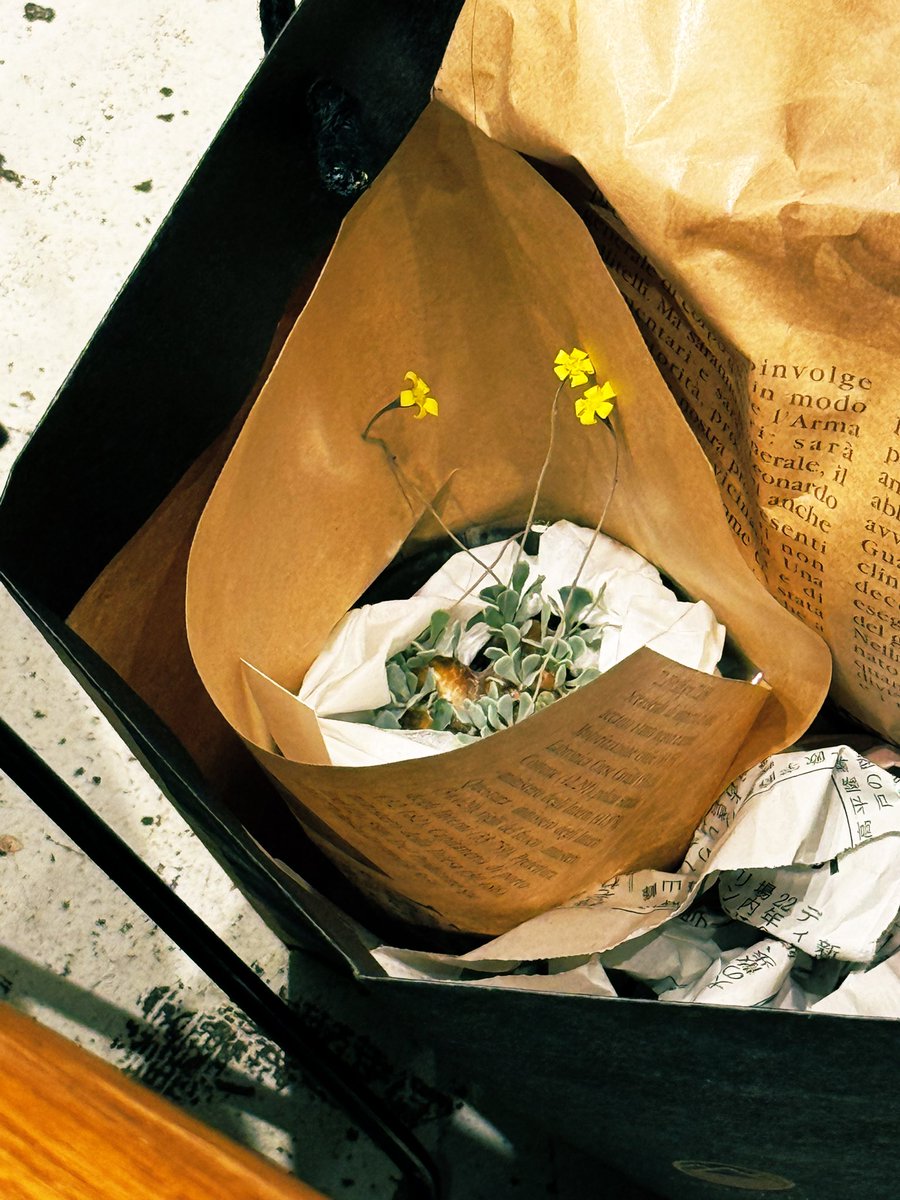 PUNKY-hedgehog tweet media