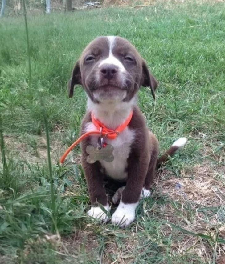 Tweets of Dogs tweet media