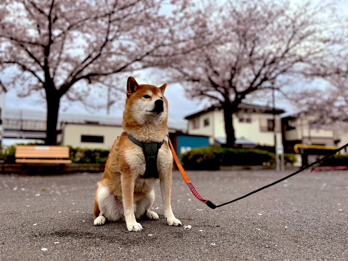 SCRATCH COFFEE 四つ木 tweet media